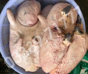 Vú Bò Tươi