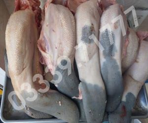 Lưỡi Bò